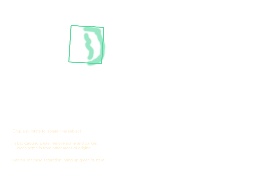 Small pumpkins in the market notes